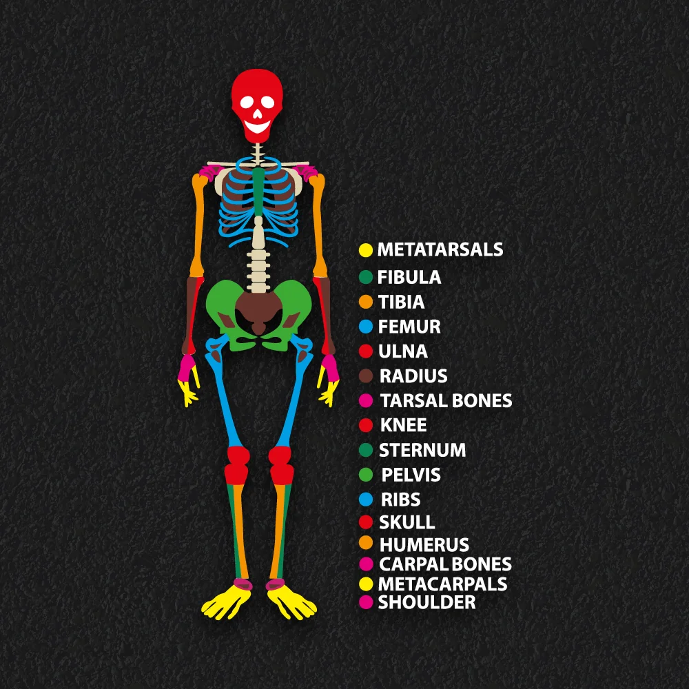 Skeleton learning playground markings with colour coded bones