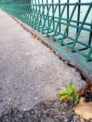 cracked and lifting edging with weeds growing through poor quality installation