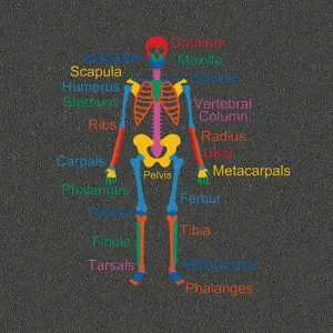 Educational Play Markings Skeleton Diagram