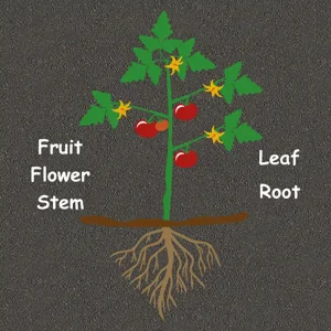 Educational Play Markings Plant Diagram